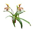 Paphiopedilum villosum var. laichanense (Papucsorchidea)