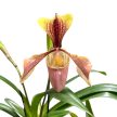Paphiopedilum villosum var. laichanense (Papucsorchidea)