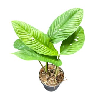 Rhaphidophora foraminifera (Inplanted)