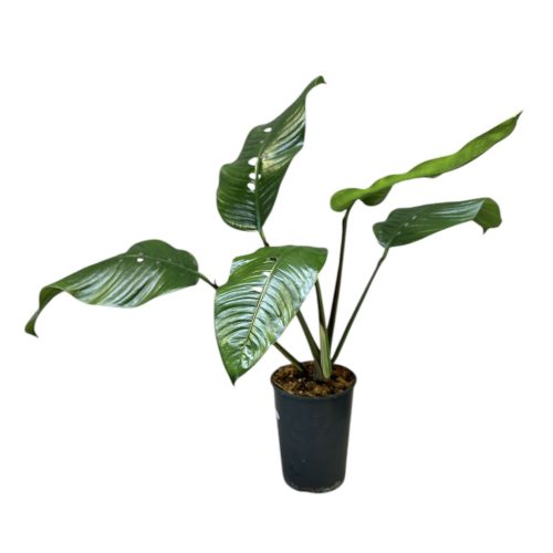 Rhaphidophora foraminifera adult (Inplanted)