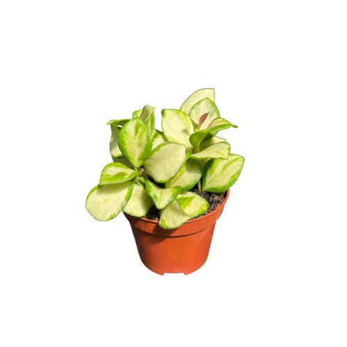 Hoya heuschkeliana 'Variegata' (6 cm) - Viaszvirág