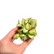 Hoya heuschkeliana 'Variegata' (6 cm) - Viaszvirág