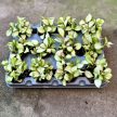 Hoya heuschkeliana 'Variegata' (6 cm) - Viaszvirág