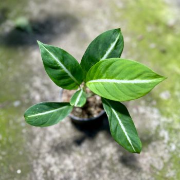   Spathiphyllum 'Silver Streak' (Grower's Select)