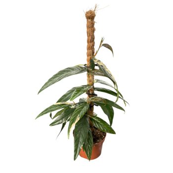 Ficus sagittata 'Pink Variegata'