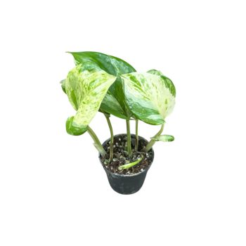 Epipremnum aureum 'Happy Leaf' mini (Inplanted)
