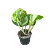 Epipremnum aureum 'Happy Leaf' mini (Inplanted)
