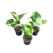 Epipremnum aureum 'Happy Leaf' mini (Inplanted)