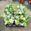 Epipremnum aureum 'Happy Leaf' mini (Inplanted)