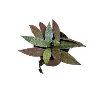 Hoya lacunosa 'Laos'