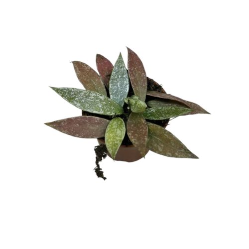 Hoya lacunosa 'Laos'