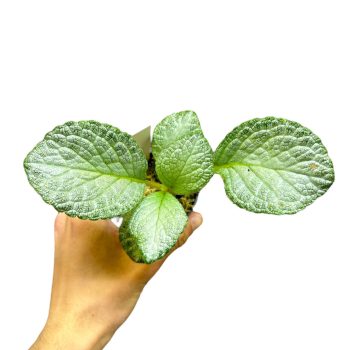 Episcia 'Silver Sheen' (Inplanted)