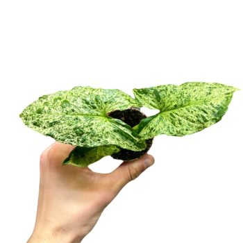 Syngonium podophyllum 'Mottled Mojito' (mini)