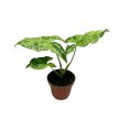 Syngonium podophyllum 'Mottled Mojito' (mini)