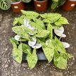 Syngonium podophyllum 'Mottled Mojito' (mini)