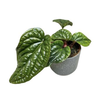 Anthurium radicans X luxurians