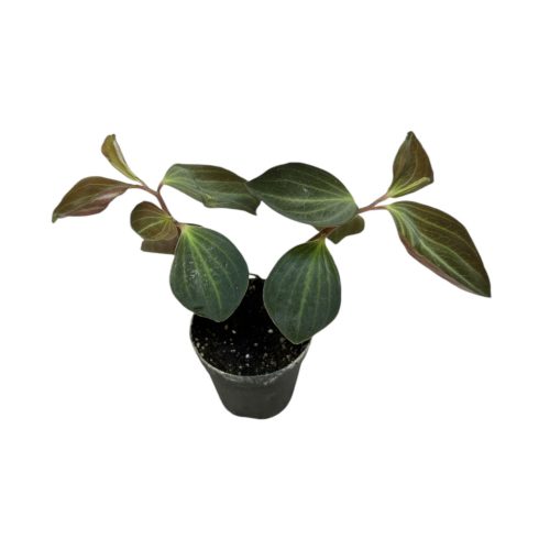 Peperomia velutina