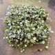 Hoya curtisii (12 pcs)