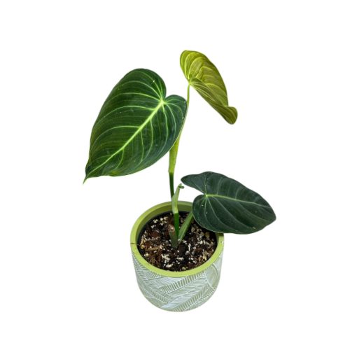 Philodendron melanochrysum (Inplanted)