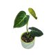 Philodendron melanochrysum (Inplanted)