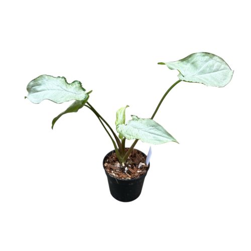 Syngonium podophyllum 'Ngern Lai Ma' (Inplanted)