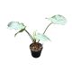 Syngonium podophyllum 'Ngern Lai Ma' (Inplanted)
