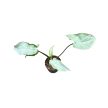 Syngonium podophyllum 'Ngern Lai Ma' (Inplanted)