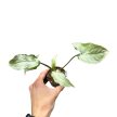 Syngonium podophyllum 'Ngern Lai Ma' (Inplanted)