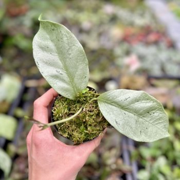 Hoya coriacea 'Silver' (Grower's Select)