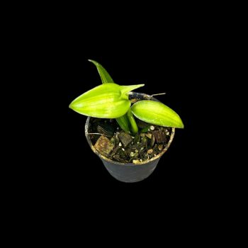   Vanilla planifolia 'Aurea-Variegata' mini (Inplanted)