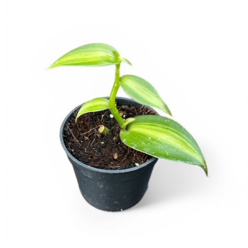 Vanilla planifolia 'Aurea-Variegata' mini (Inplanted)