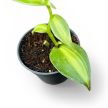 Vanilla planifolia 'Aurea-Variegata' mini (Inplanted)