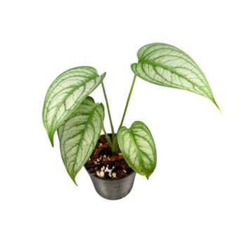 Monstera siltepecana 'El Salvador' (Inplanted)