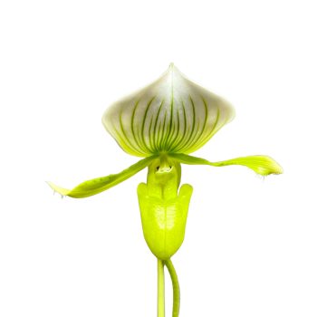 Paphiopedilum 'Maudiae Femma'