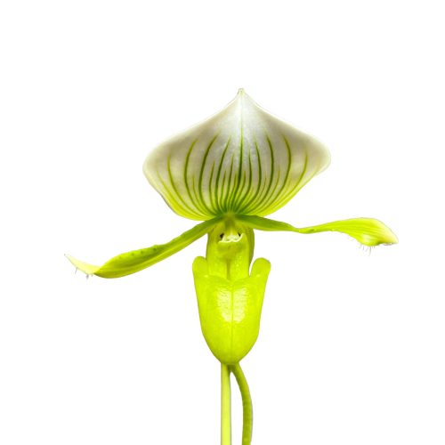 Paphiopedilum 'Maudiae Femma'