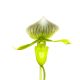 Paphiopedilum 'Maudiae Femma' (virágzóképes)