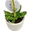 Paphiopedilum 'Maudiae Femma'
