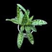 Paphiopedilum 'Maudiae Femma'