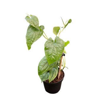 Monstera membranacea 'Madison' (visszavágva)