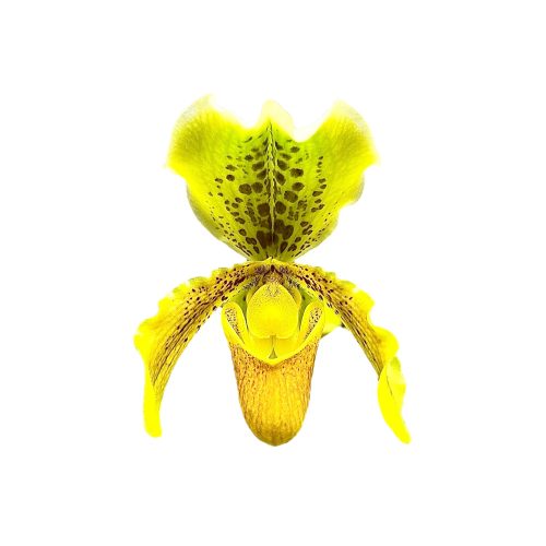 Paphiopedilum insigne