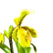 Paphiopedilum insigne (viràgzóképes)