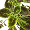 Episcia 'Emerald Velvet'