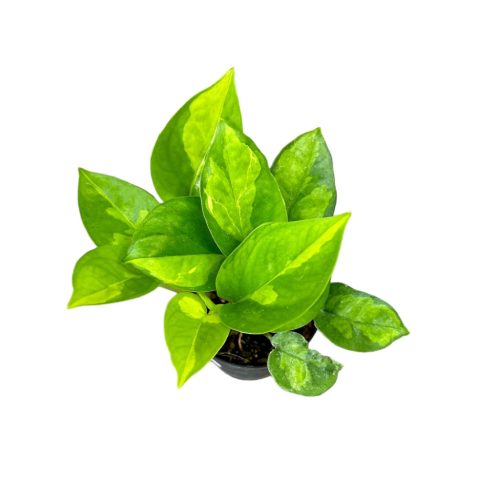 Epipremnum aureum 'Global Green' (Inplanted)