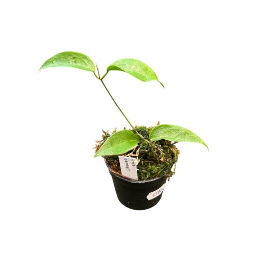 Hoya dennisii (Inplanted)