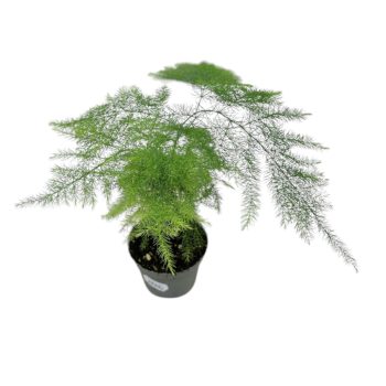 Asparagus setaceus (mini) - Fátyolaszparágusz