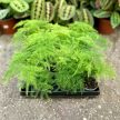 Asparagus setaceus (Fátyolaszparágusz) mini