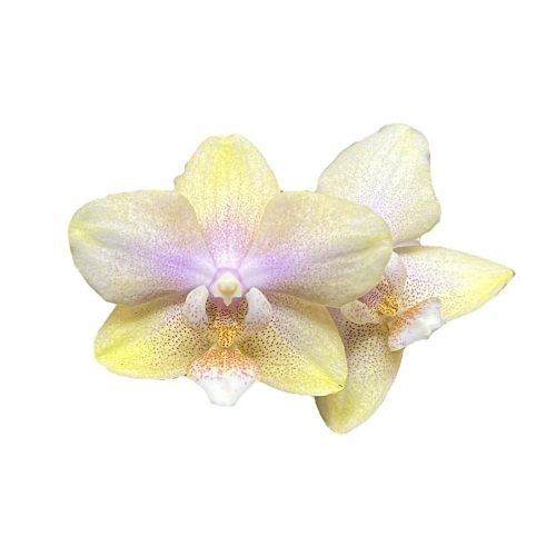 Phalaenopsis "Bolgheri Lemon" ILLATOS