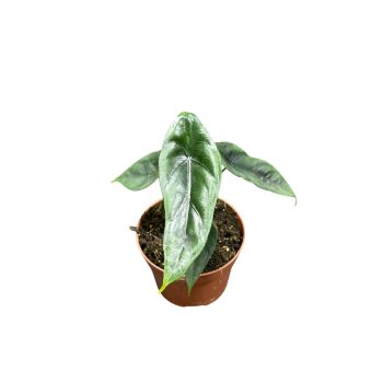 Alocasia venusta