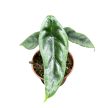 Alocasia venusta
