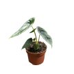 Alocasia venusta
